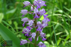 orchis militaris (2) (1200 x 800).jpg_product_product